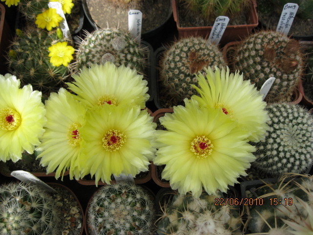 kaktuszok 2010 jun.25 002 - Notocactus