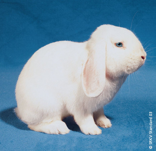 Berbec pitic alb (cu ochii albastrii) 01 - Rase de iepuri pitici
