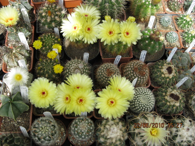 kaktuszok 2010 jun.25 022 - Notocactus