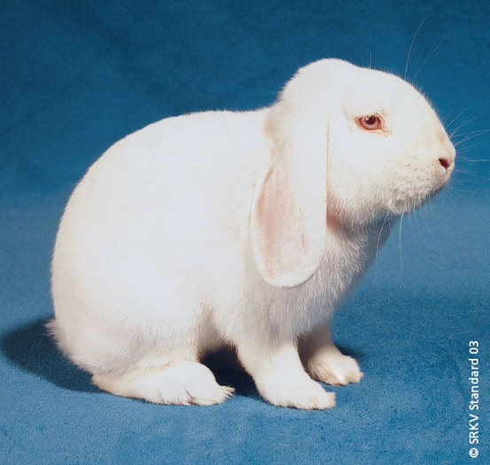 Berbec pitic alb (cu ochii rosiii) 01 - Rase de iepuri pitici