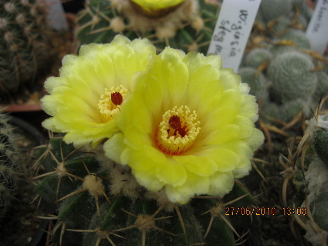 Kaktuszok 2010.iun.27 006 - Notocactus