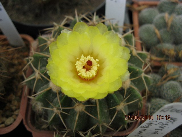 Kaktuszok 2010.iun.27 015 - Notocactus