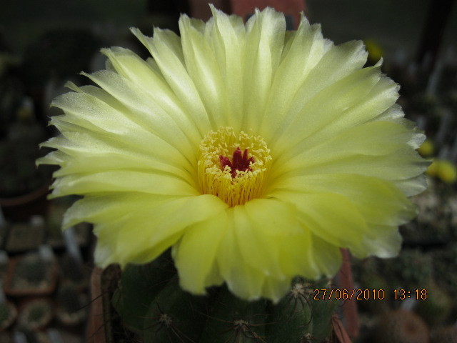 Kaktuszok 2010.iun.27 027 - Notocactus