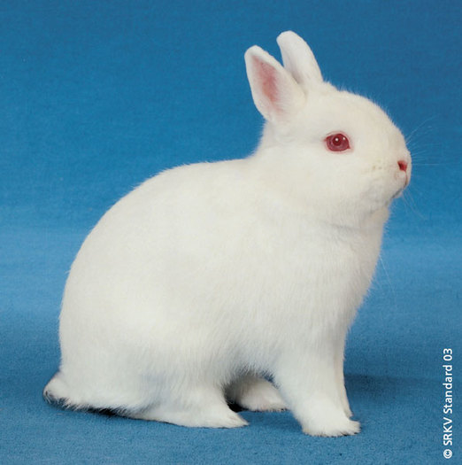 Hermelin sau rasa poloneza 01 - Rase de iepuri pitici