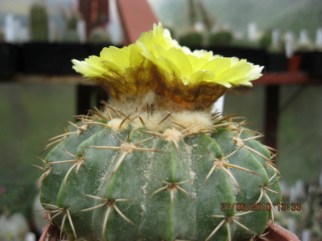 Kaktuszok 2010.iun.27 047 - Notocactus