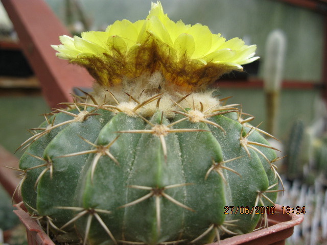 Kaktuszok 2010.iun.27 048 - Notocactus