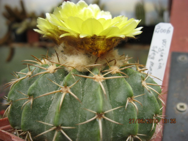 Kaktuszok 2010.iun.27 049 - Notocactus