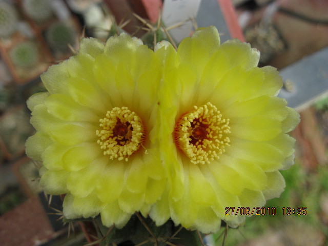 Kaktuszok 2010.iun.27 050 - Notocactus