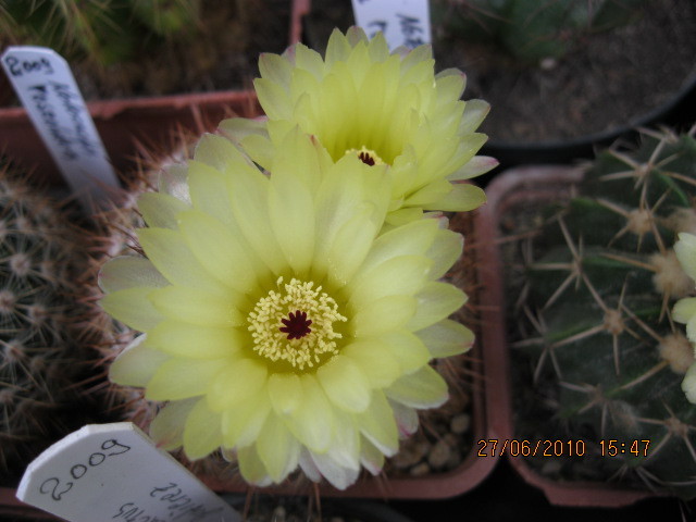 Kaktuszok 2010.iun.27 058 - Notocactus