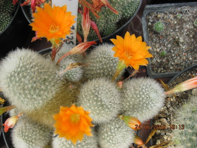 kaktuszok 2010 jun.25 078 - Rebutia-Parodia