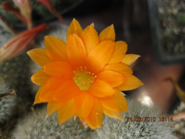 kaktuszok 2010 jun.25 079 - Rebutia-Parodia