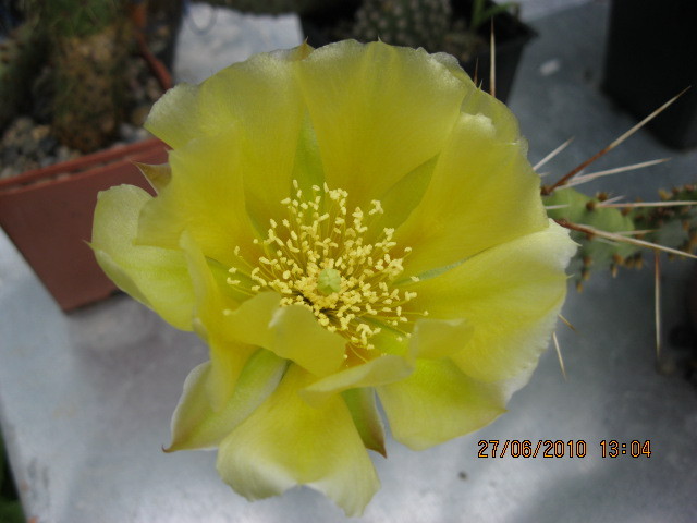 Kaktuszok 2010.iun.27 001 - Opuntia