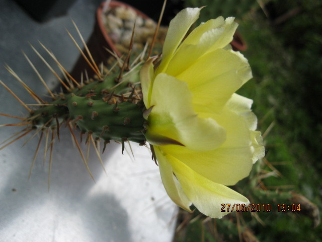 Kaktuszok 2010.iun.27 002 - Opuntia