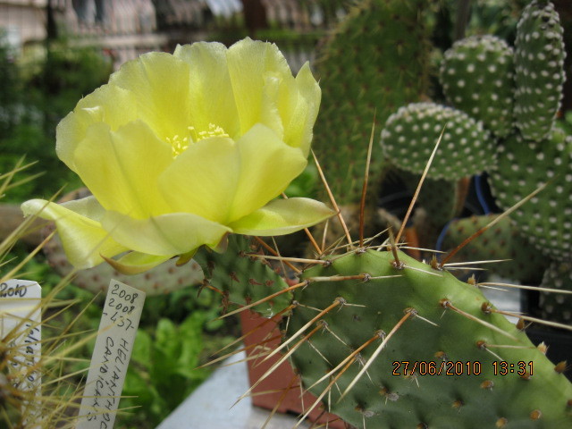 Kaktuszok 2010.iun.27 045 - Opuntia