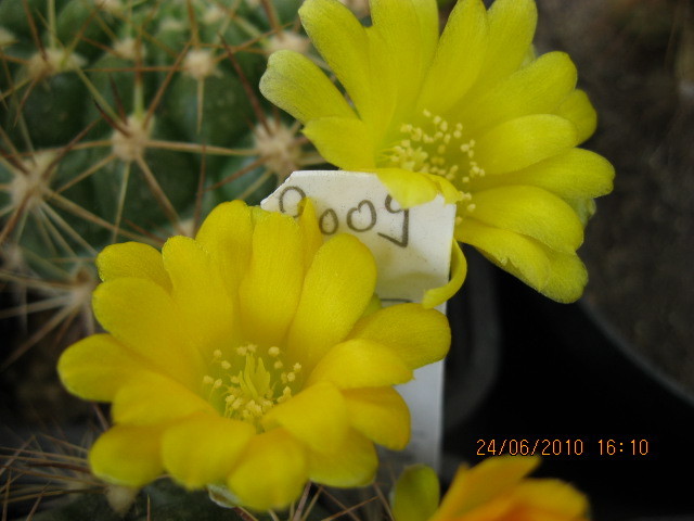 kaktuszok 2010 jun.25 072 - Weingartia