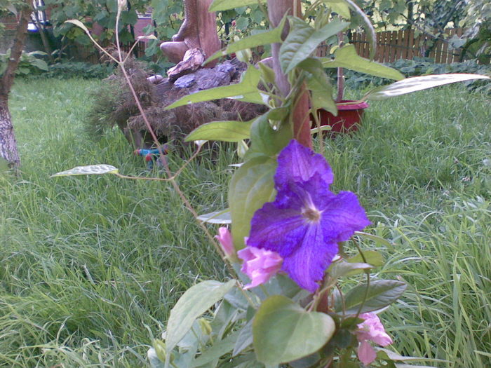 Clemetis - flori de gradina 2010
