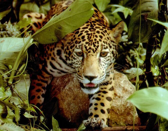 jaguar - Pt IloveAnime