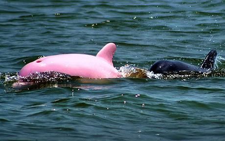 delfinul-roz-noua-senzatie-a-turistilor-americani_1 - Pt IloveAnime