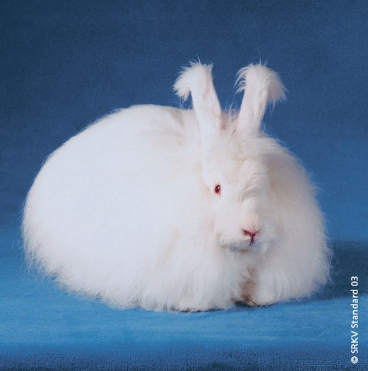 Angora alb (cu ochii rosii) 01 - Rase de iepuri cu par lung