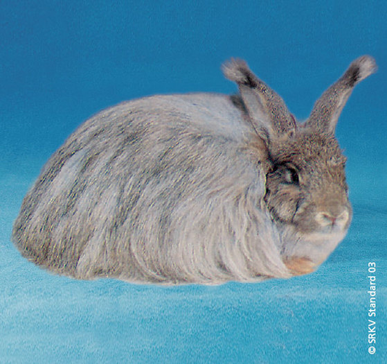 Angora gri 01; Angora gri
