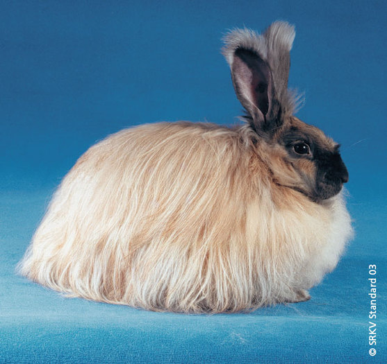 Angora madagascar 01 - Rase de iepuri cu par lung