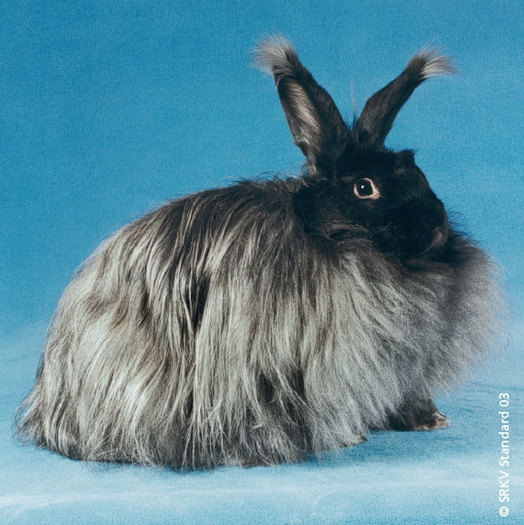 Angora negru 01 - Rase de iepuri cu par lung