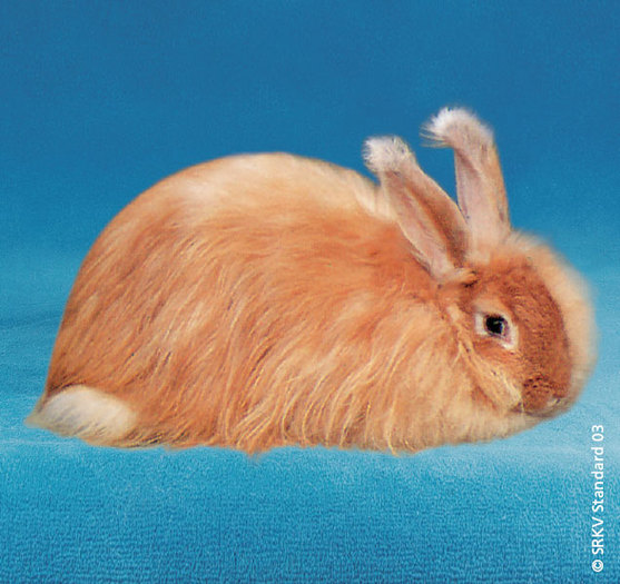 Angora roscat 01 - Rase de iepuri cu par lung