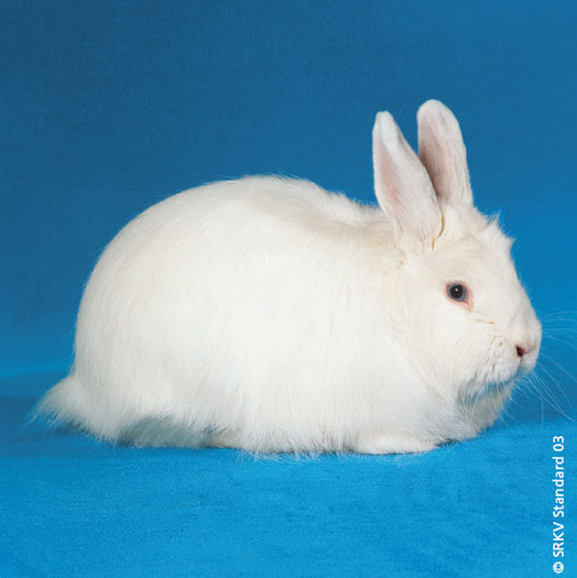 Renard elvetian alb (cu ochii albastri) 01 - Rase de iepuri cu par lung