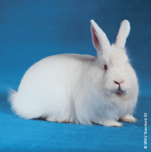Renard elvetian alb (cu ochii rosii) 01 - Rase de iepuri cu par lung