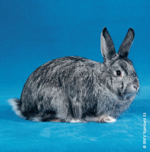 Renard elvetian chinchilla 01 - Rase de iepuri cu par lung