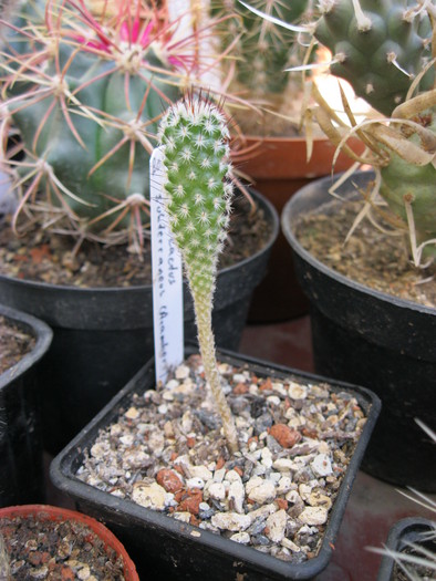 Gymnocactus subteraneus - Turbinicarpus-Thelocactus