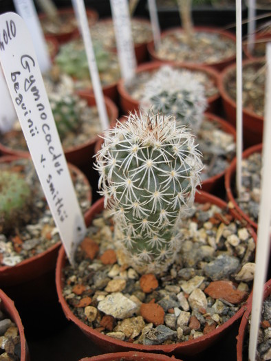 Gymnocactus beguini v.smithii - Turbinicarpus-Thelocactus