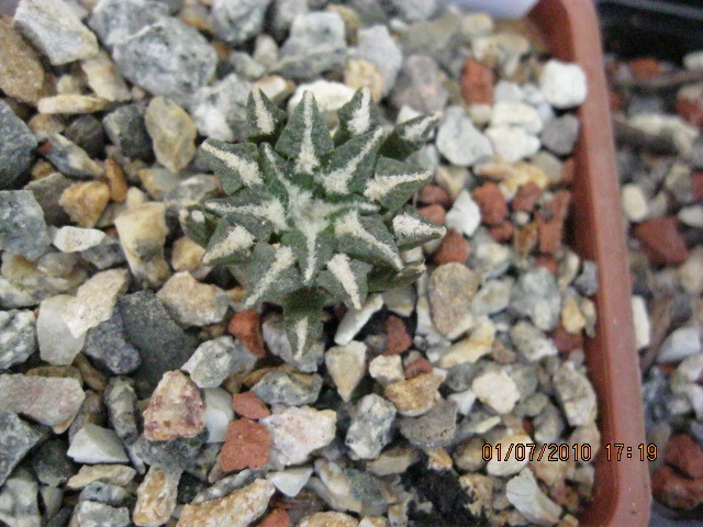 Kaktuszok 2010.jul.02 050 - Ariocarpus