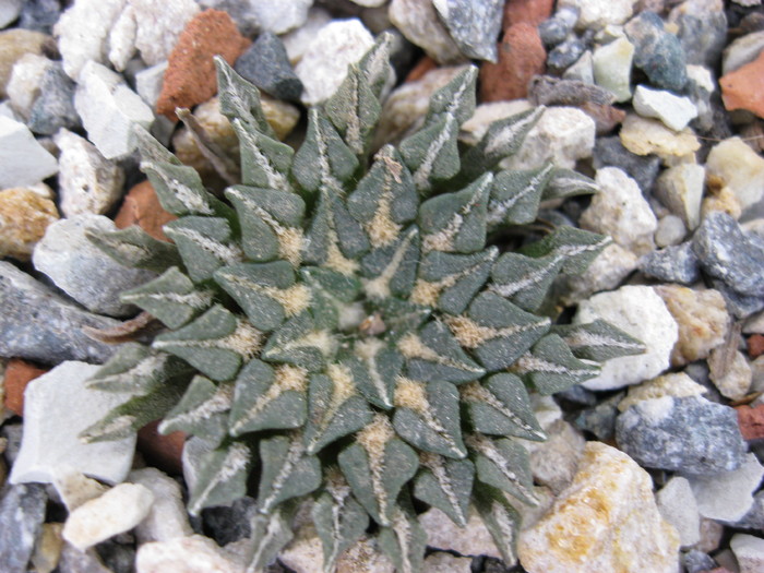 Kaktuszok 2010.jul.02 072 - Ariocarpus
