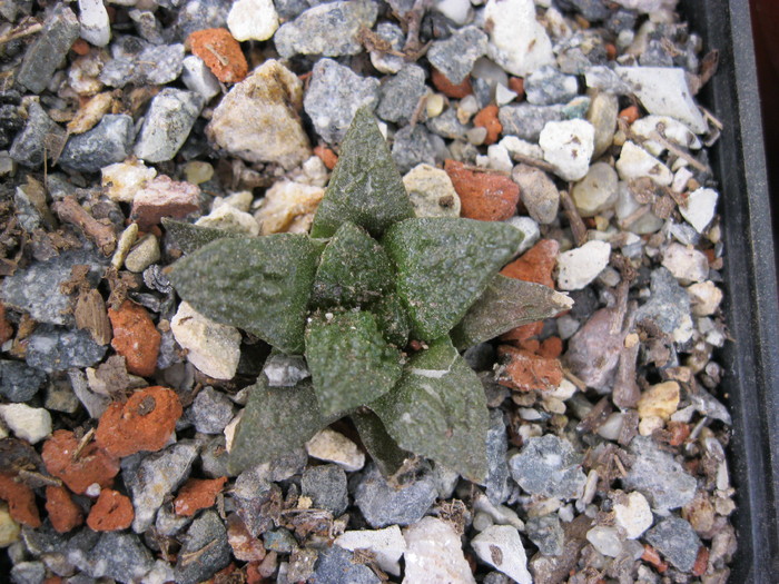 Kaktuszok 2010.jul.02 073 - Ariocarpus