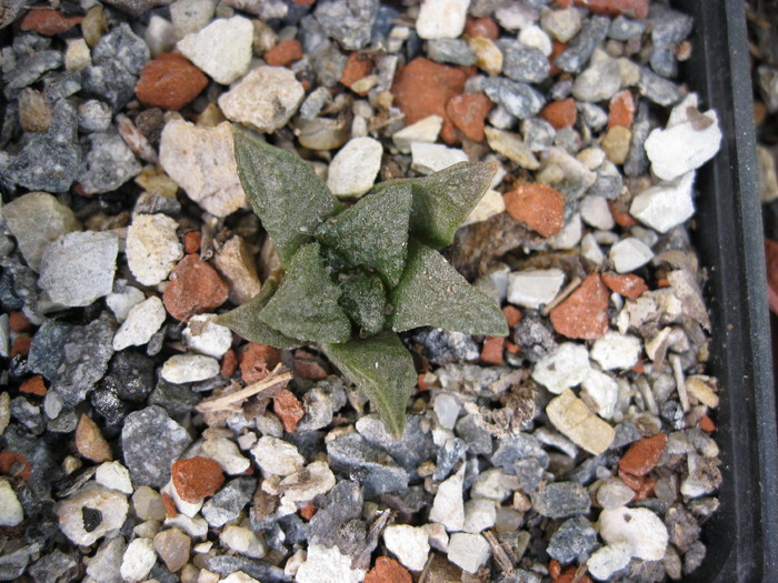 Kaktuszok 2010.jul.02 074 - Ariocarpus