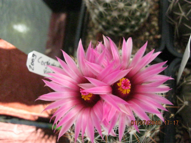 Kaktuszok 2010.jul.02 047 - Coryphantha-Escobaria