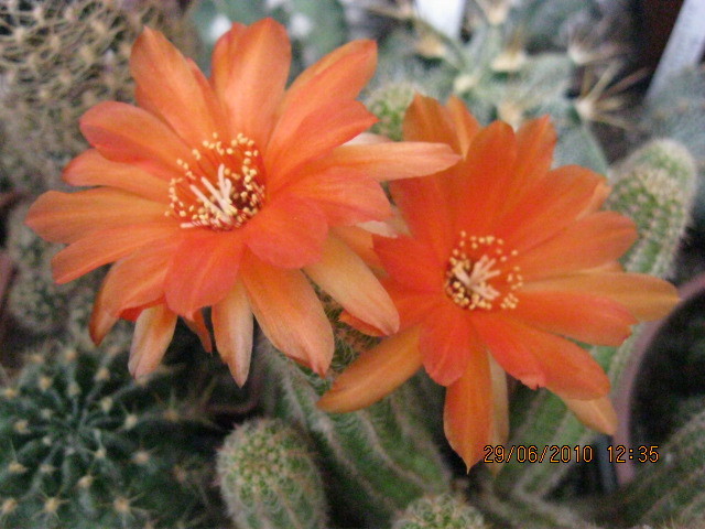 Kaktuszok 2010.jul.02 016 - Echinopsis-Lobivia