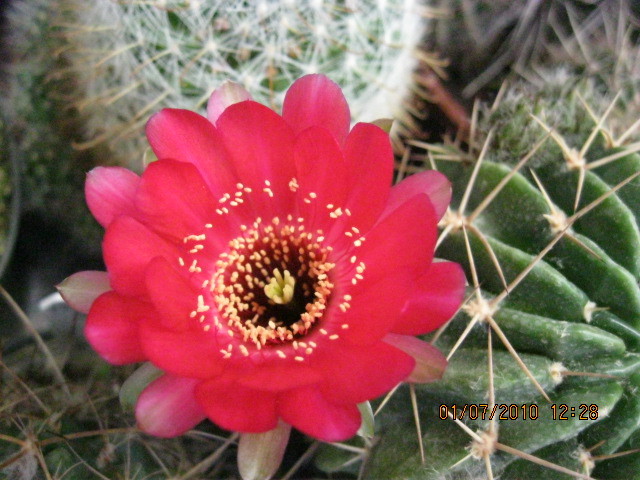 Kaktuszok 2010.jul.02 030 - Echinopsis-Lobivia