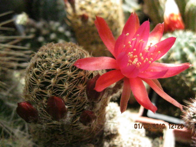 Kaktuszok 2010.jul.02 032 - Echinopsis-Lobivia