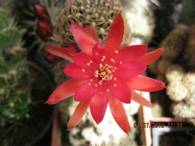 Kaktuszok 2010.jul.02 037 - Echinopsis-Lobivia
