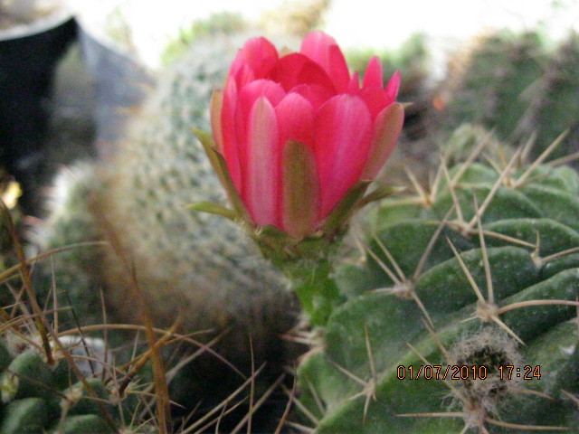 Kaktuszok 2010.jul.02 060 - Echinopsis-Lobivia