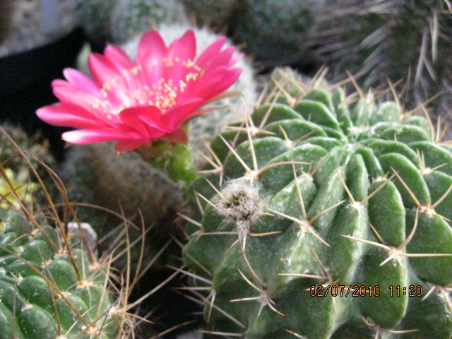 Kaktuszok 2010.jul.02 095