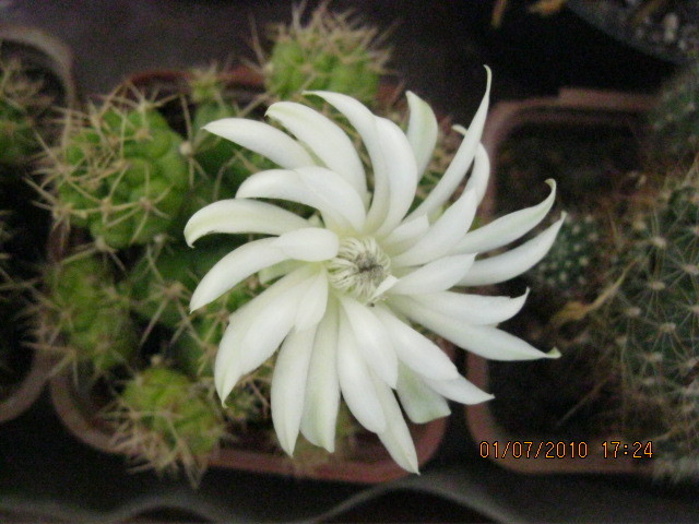 Kaktuszok 2010.jul.02 059 - Gymnocalycium