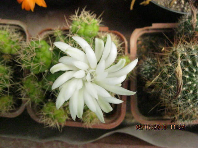 Kaktuszok 2010.jul.02 104 - Gymnocalycium