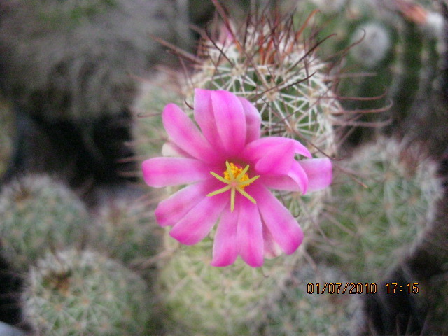 Kaktuszok 2010.jul.02 043 - Mammillaria