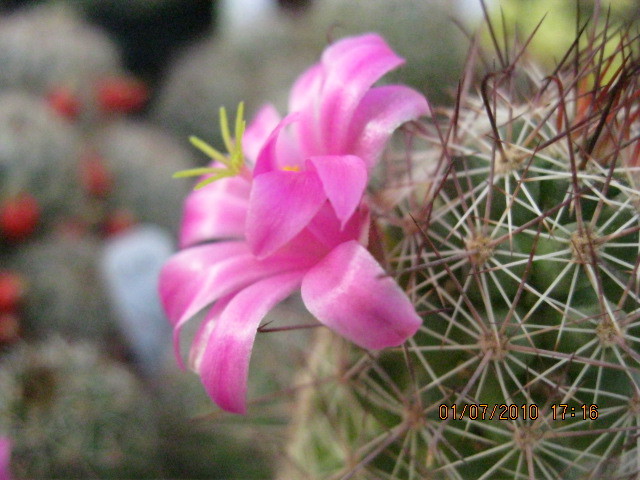 Kaktuszok 2010.jul.02 044 - Mammillaria