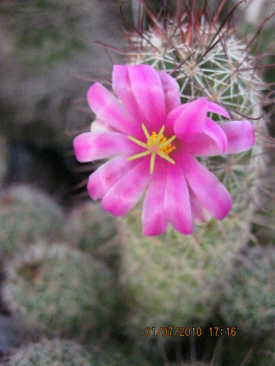 Kaktuszok 2010.jul.02 045 - Mammillaria