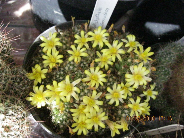 Kaktuszok 2010.jul.02 046 - Mammillaria