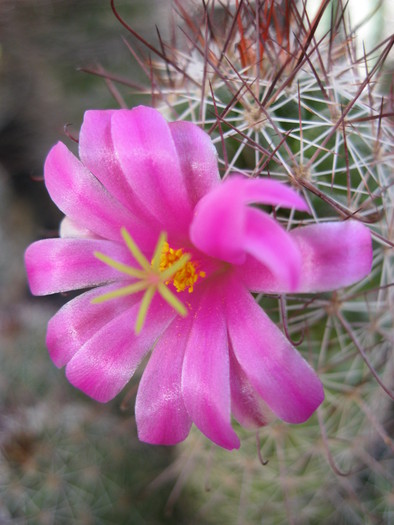 Kaktuszok 2010.jul.02 068 - Mammillaria